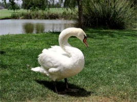 Mijas Golf Swan